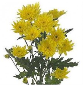 ΧΡΥΣΑΝΘΕΜΟ  ΚΙΤΡΙΝΟ  CHRYS.  T EURO SUNNY